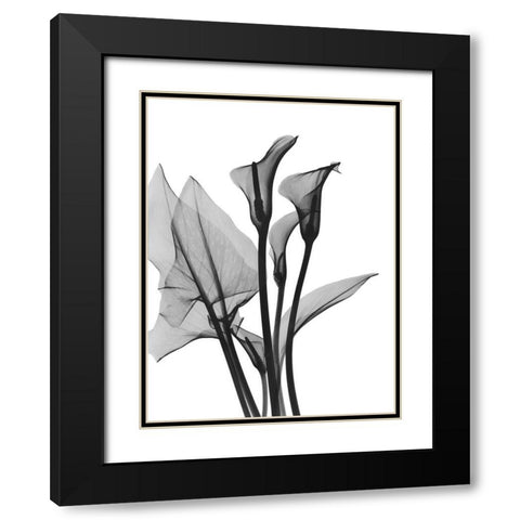 Calla Lilly Trio Black Modern Wood Framed Art Print with Double Matting by Koetsier, Albert