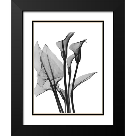 Calla Lilly Trio Black Modern Wood Framed Art Print with Double Matting by Koetsier, Albert