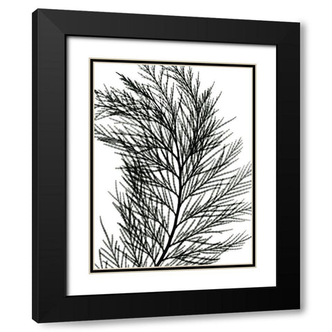 Incense Cedar Black Modern Wood Framed Art Print with Double Matting by Koetsier, Albert