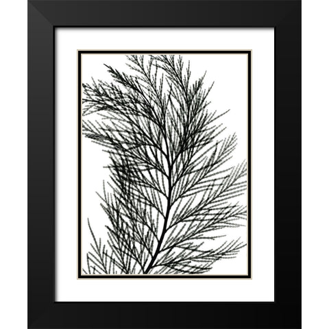 Incense Cedar Black Modern Wood Framed Art Print with Double Matting by Koetsier, Albert