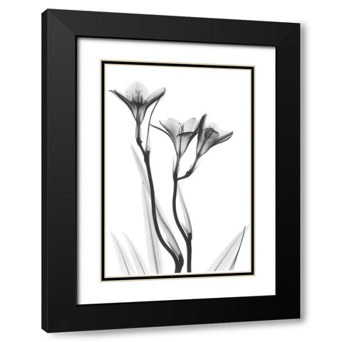 Embracing Tulips Black Modern Wood Framed Art Print with Double Matting by Koetsier, Albert