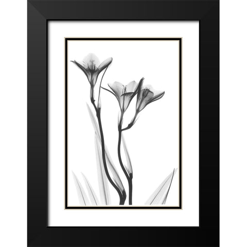 Embracing Tulips Black Modern Wood Framed Art Print with Double Matting by Koetsier, Albert