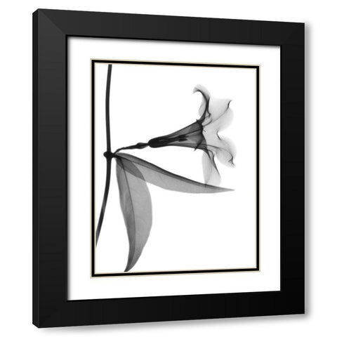 Side Hanging Tulip Black Modern Wood Framed Art Print with Double Matting by Koetsier, Albert