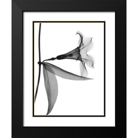 Side Hanging Tulip Black Modern Wood Framed Art Print with Double Matting by Koetsier, Albert