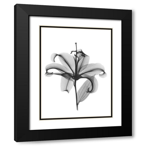 Opening Beauty Black Modern Wood Framed Art Print with Double Matting by Koetsier, Albert