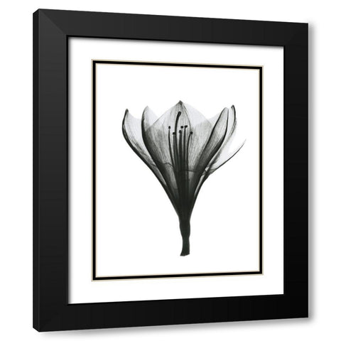 Blooming Nature Black Modern Wood Framed Art Print with Double Matting by Koetsier, Albert