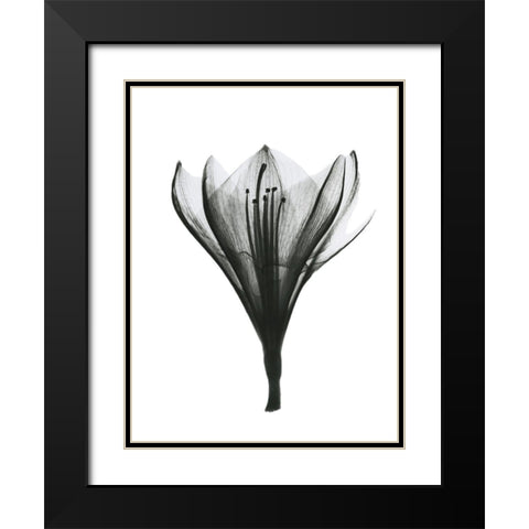 Blooming Nature Black Modern Wood Framed Art Print with Double Matting by Koetsier, Albert