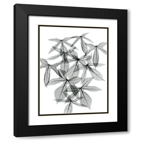 Aralia Black Modern Wood Framed Art Print with Double Matting by Koetsier, Albert