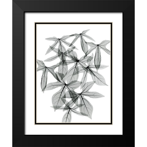 Aralia Black Modern Wood Framed Art Print with Double Matting by Koetsier, Albert