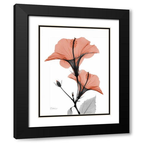 Soft Hibiscus Black Modern Wood Framed Art Print with Double Matting by Koetsier, Albert