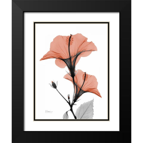 Soft Hibiscus Black Modern Wood Framed Art Print with Double Matting by Koetsier, Albert