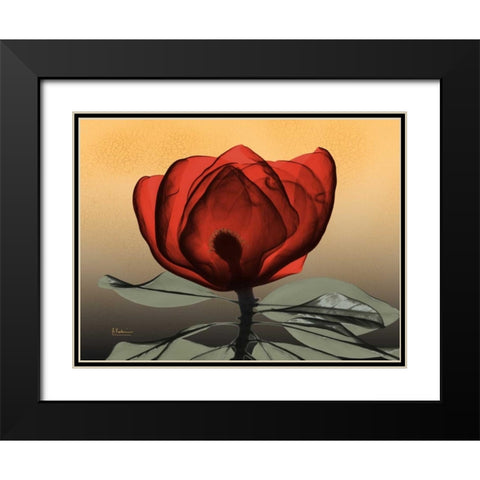 Hot Magnolia 2 Black Modern Wood Framed Art Print with Double Matting by Koetsier, Albert