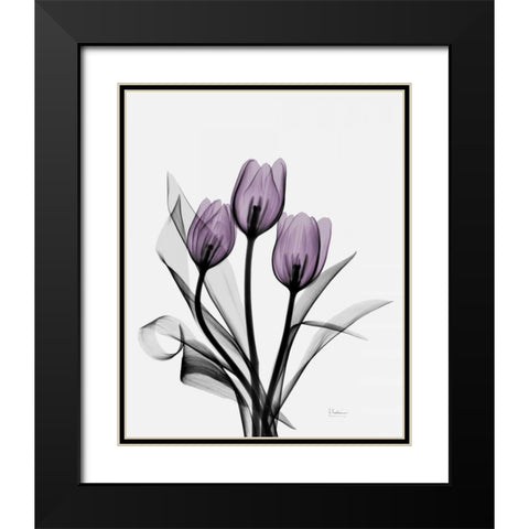 Three Purple Tulips H14 Black Modern Wood Framed Art Print with Double Matting by Koetsier, Albert