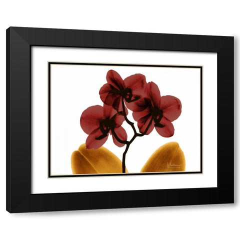 Orchid Fall Black Modern Wood Framed Art Print with Double Matting by Koetsier, Albert