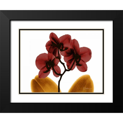 Orchid Fall Black Modern Wood Framed Art Print with Double Matting by Koetsier, Albert