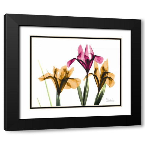 Iris Black Modern Wood Framed Art Print with Double Matting by Koetsier, Albert