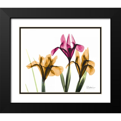 Iris Black Modern Wood Framed Art Print with Double Matting by Koetsier, Albert