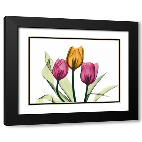 Tulip Black Modern Wood Framed Art Print with Double Matting by Koetsier, Albert