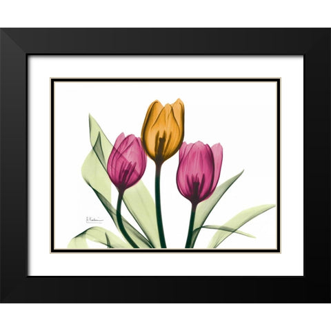 Tulip Black Modern Wood Framed Art Print with Double Matting by Koetsier, Albert