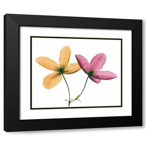 Clematis Black Modern Wood Framed Art Print with Double Matting by Koetsier, Albert