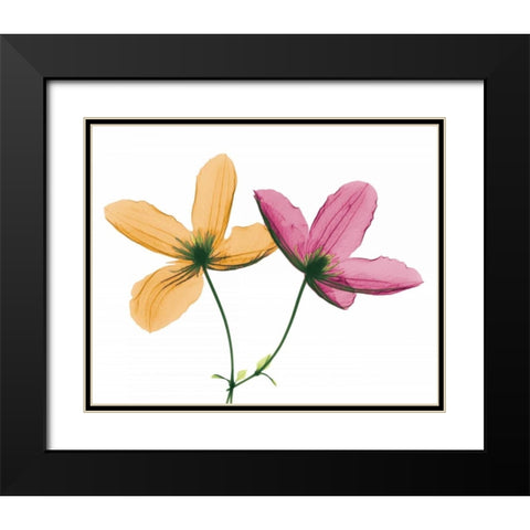 Clematis Black Modern Wood Framed Art Print with Double Matting by Koetsier, Albert