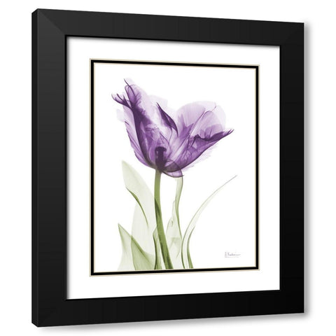 Lavender Trance Black Modern Wood Framed Art Print with Double Matting by Koetsier, Albert