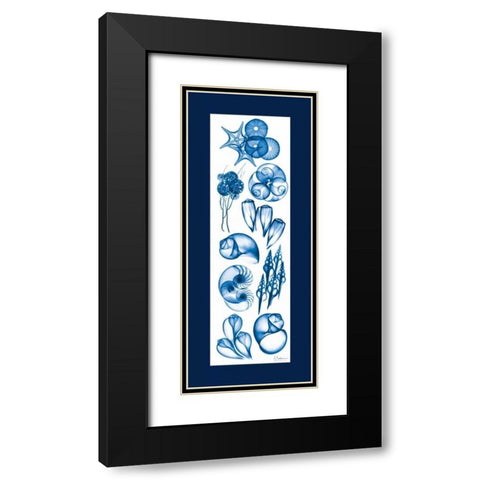 Sealife Blue Mate Black Modern Wood Framed Art Print with Double Matting by Koetsier, Albert