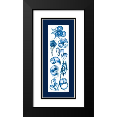 Sealife Blue Mate Black Modern Wood Framed Art Print with Double Matting by Koetsier, Albert