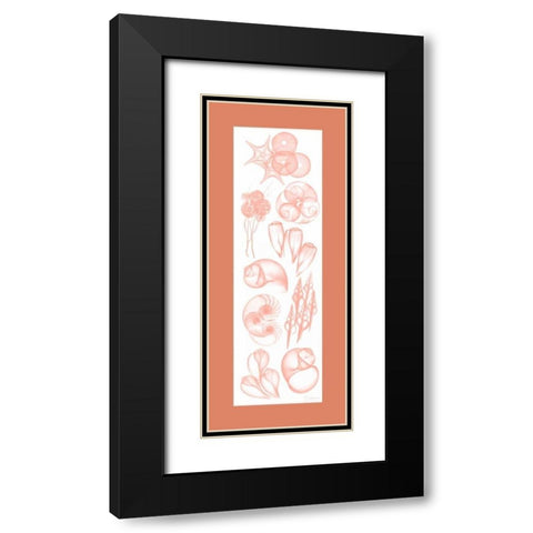 Sealife Coral Mate Black Modern Wood Framed Art Print with Double Matting by Koetsier, Albert