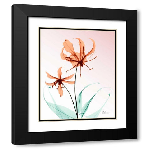 Gloriosa Lily Corals Black Modern Wood Framed Art Print with Double Matting by Koetsier, Albert