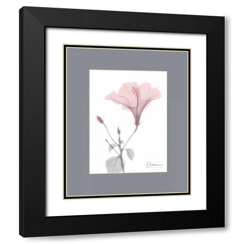 Hibiscus B49 Pink Matte Black Modern Wood Framed Art Print with Double Matting by Koetsier, Albert