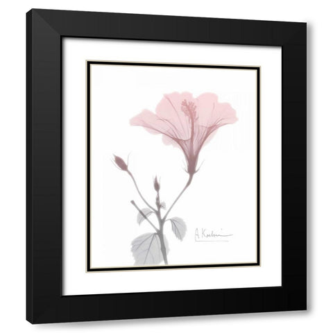 Hibiscus B49 Pink Black Modern Wood Framed Art Print with Double Matting by Koetsier, Albert