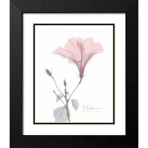 Hibiscus B49 Pink Black Modern Wood Framed Art Print with Double Matting by Koetsier, Albert