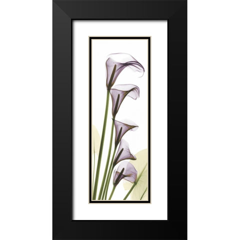 Lavender Dreams Black Modern Wood Framed Art Print with Double Matting by Koetsier, Albert