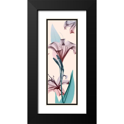 Spring Lily Black Modern Wood Framed Art Print with Double Matting by Koetsier, Albert