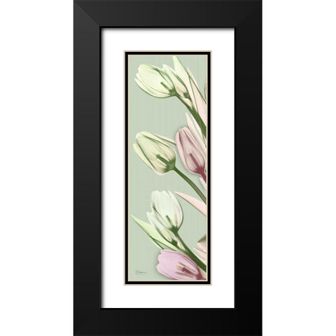 Spring Time Tulips Black Modern Wood Framed Art Print with Double Matting by Koetsier, Albert