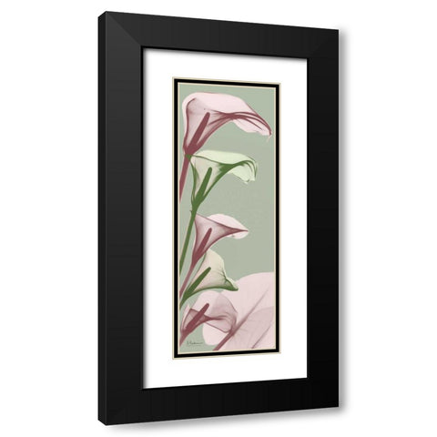 Spring Time Calla Lilies Black Modern Wood Framed Art Print with Double Matting by Koetsier, Albert