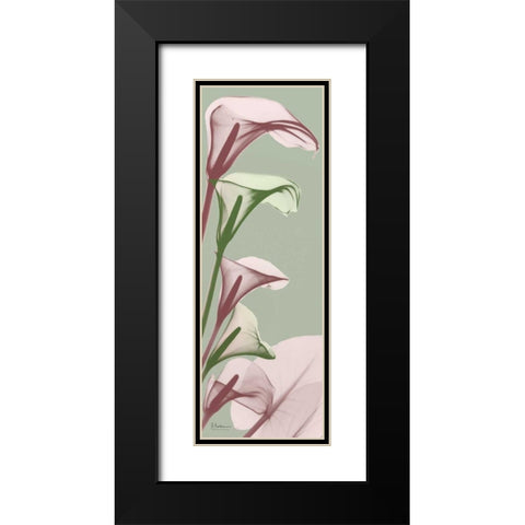 Spring Time Calla Lilies Black Modern Wood Framed Art Print with Double Matting by Koetsier, Albert