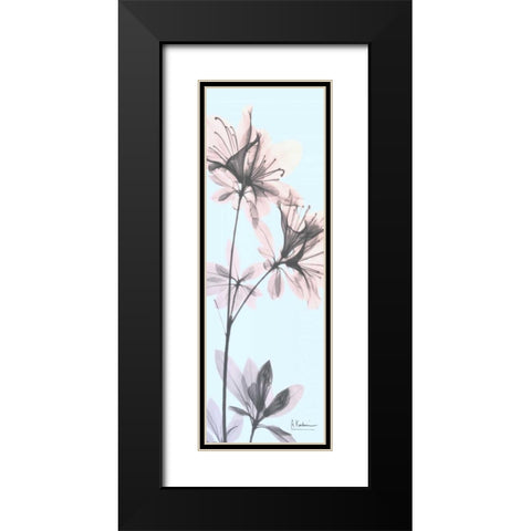 Paradise Azalea Black Modern Wood Framed Art Print with Double Matting by Koetsier, Albert