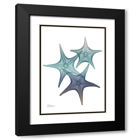 Starfish Ombre 2 Black Modern Wood Framed Art Print with Double Matting by Koetsier, Albert