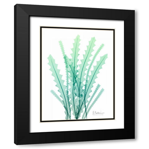 Radiant Banksia Black Modern Wood Framed Art Print with Double Matting by Koetsier, Albert