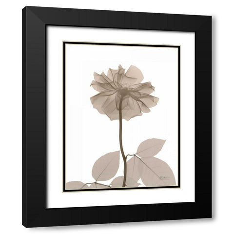 Rose Cream 2 Black Modern Wood Framed Art Print with Double Matting by Koetsier, Albert