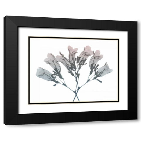 Blooming Jacaranoa 2 Black Modern Wood Framed Art Print with Double Matting by Koetsier, Albert