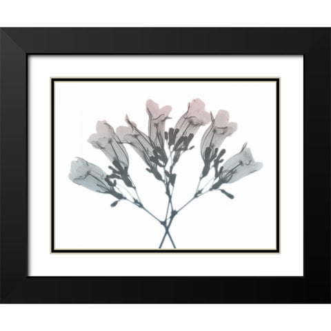 Blooming Jacaranoa 2 Black Modern Wood Framed Art Print with Double Matting by Koetsier, Albert