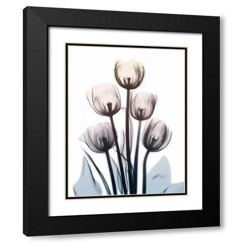 Springing Tulips 2 Black Modern Wood Framed Art Print with Double Matting by Koetsier, Albert