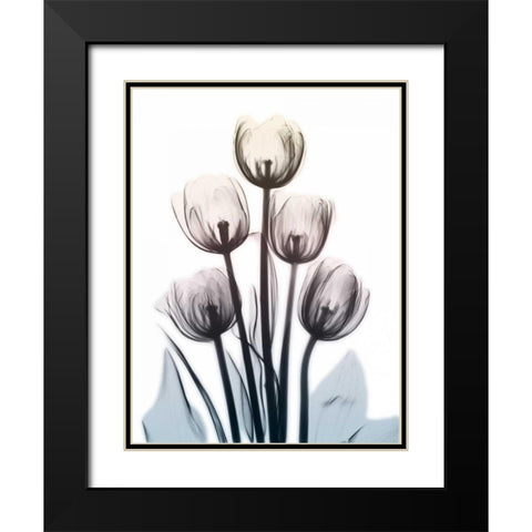 Springing Tulips 2 Black Modern Wood Framed Art Print with Double Matting by Koetsier, Albert