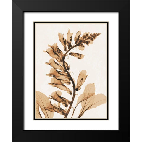 Aged Fox Glove Black Modern Wood Framed Art Print with Double Matting by Koetsier, Albert