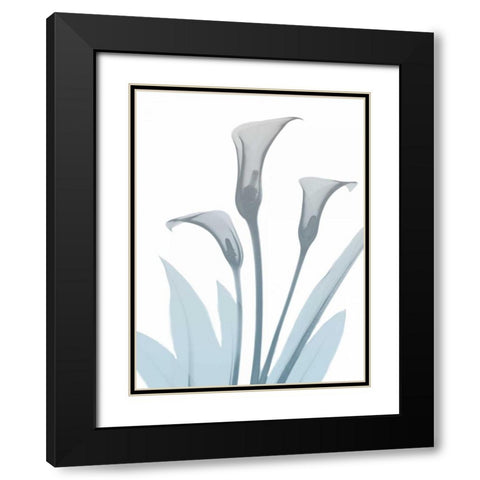 Serene Calla Lily 2 Black Modern Wood Framed Art Print with Double Matting by Koetsier, Albert