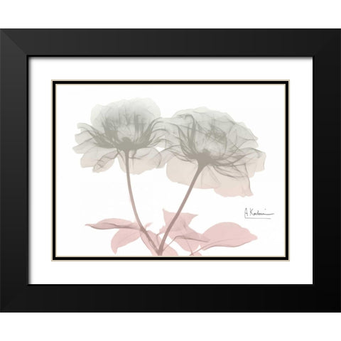 Serenity Double Rose Black Modern Wood Framed Art Print with Double Matting by Koetsier, Albert