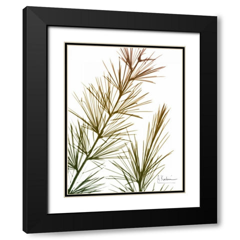 Autumn Sequoia Black Modern Wood Framed Art Print with Double Matting by Koetsier, Albert